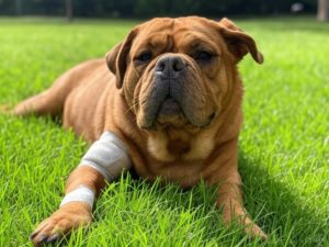 Assurance d'un dogue de bordeaux