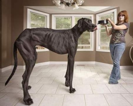 Vivre avec un chien géant !