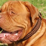 Dogue de Bordeaux