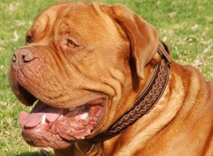 Dogue de Bordeaux