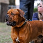 muselière dogue de bordeaux