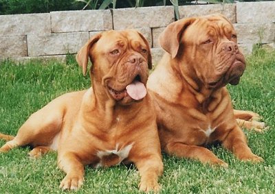 Quel critère pour déterminer le prix d’un dogue de Bordeaux