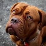 espérance de vie dogue de bordeaux