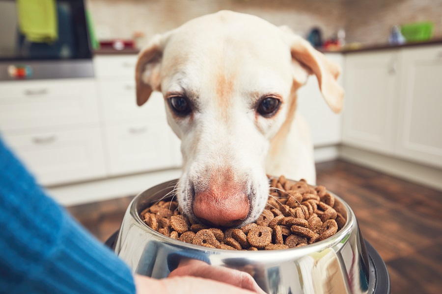 Les bienfaits des croquettes molles pour votre chien