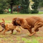 Dog Walking vs. Pet Sitting