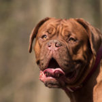 dogue de bordeaux mâle ou femelle
