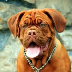 collier dogue de bordeaux