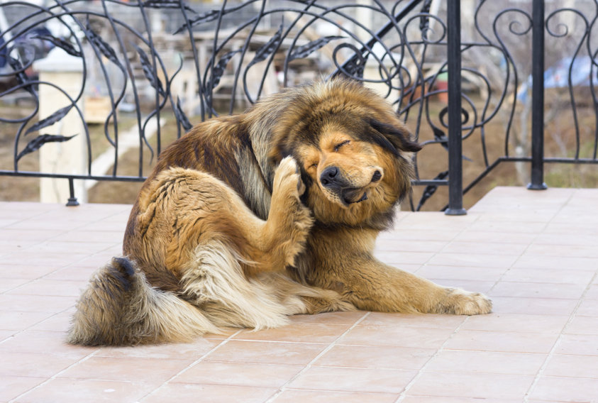 Comment traiter les démangeaisons chez votre chien ?