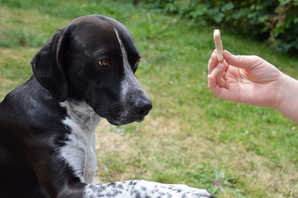 Éducation canine positive - quels sont ses principaux avantages