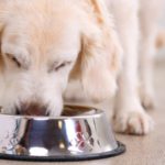 Pourquoi votre chien mange trop vite et quels sont les risques