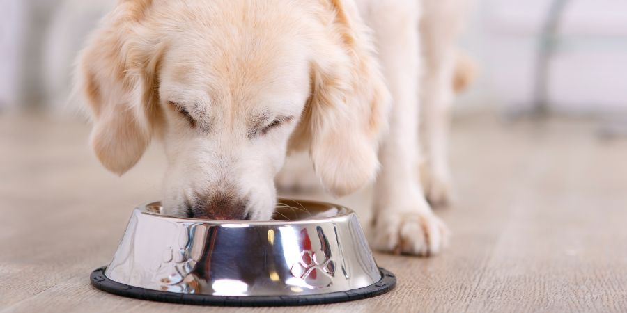 Pourquoi votre chien mange trop vite et quels sont les risques