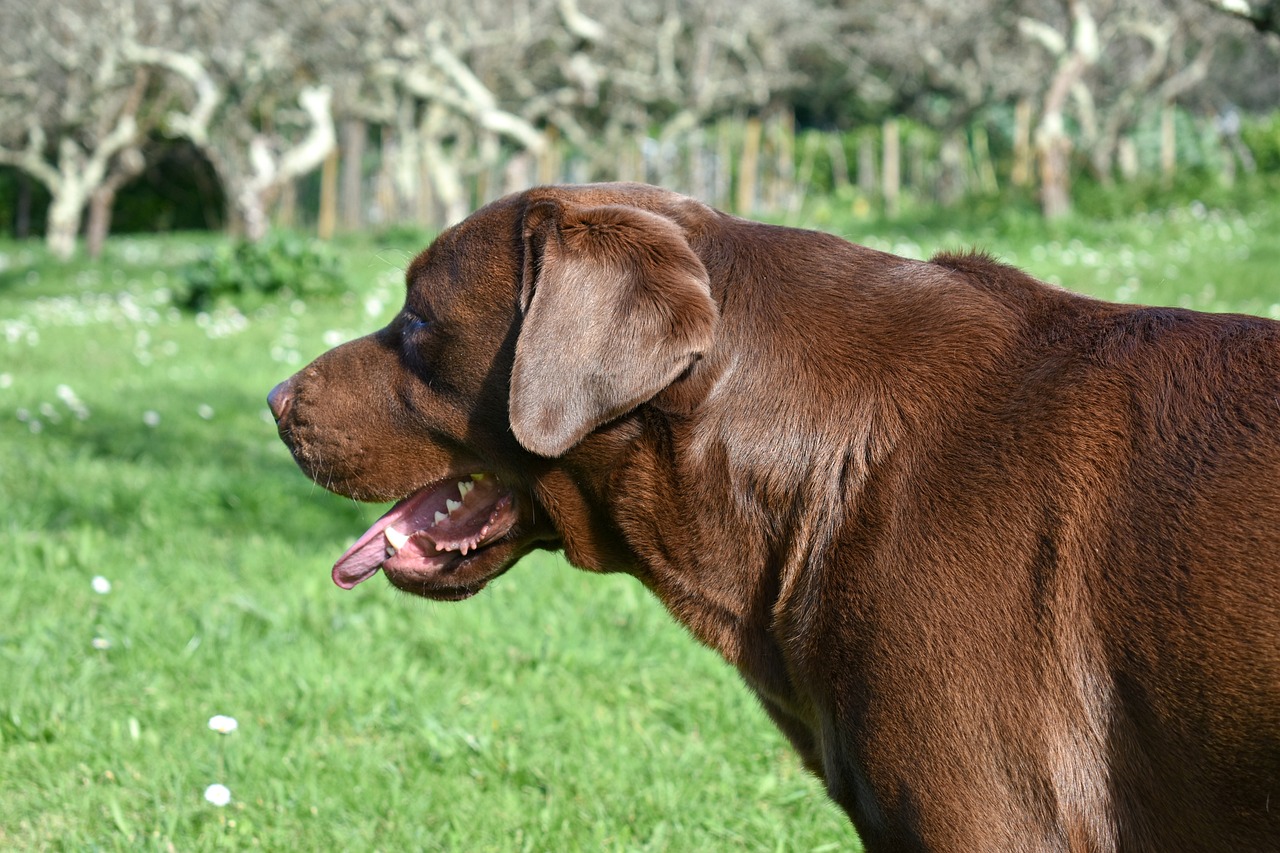 Races de chien de garde affectueux : le parfait équilibre entre protection et affection
