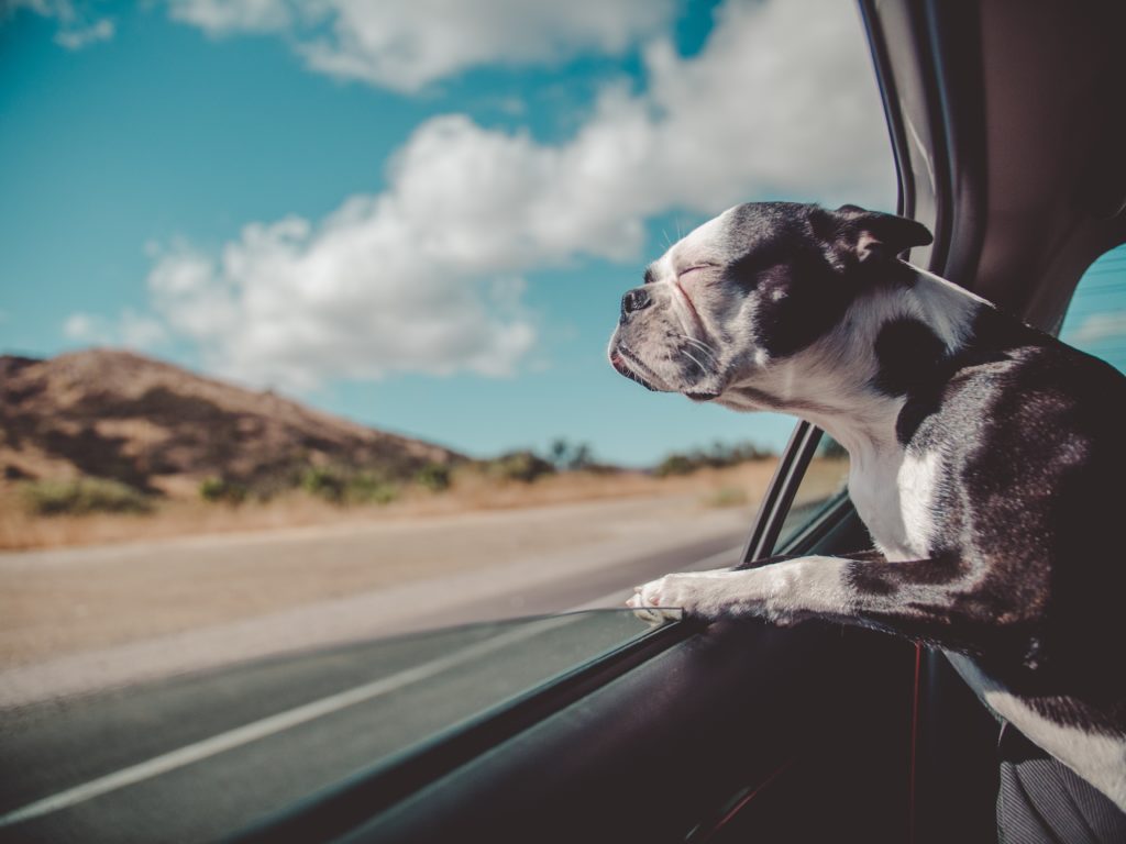 Transport canin - Comment voyager en taxi avec votre Dogue à Bordeaux