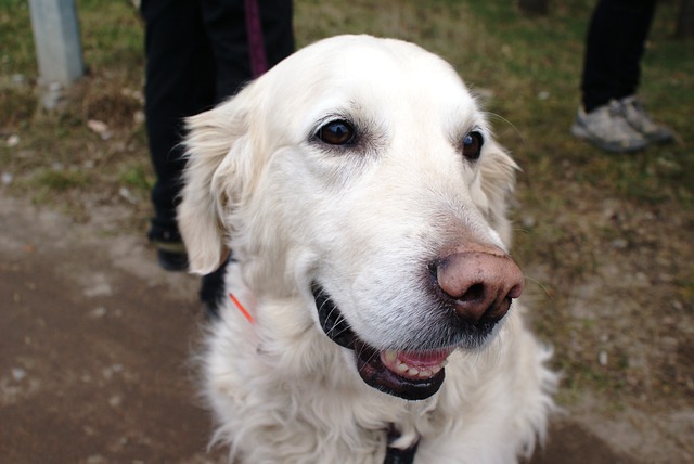 Japhy - la meilleure marque de croquettes pour chien
